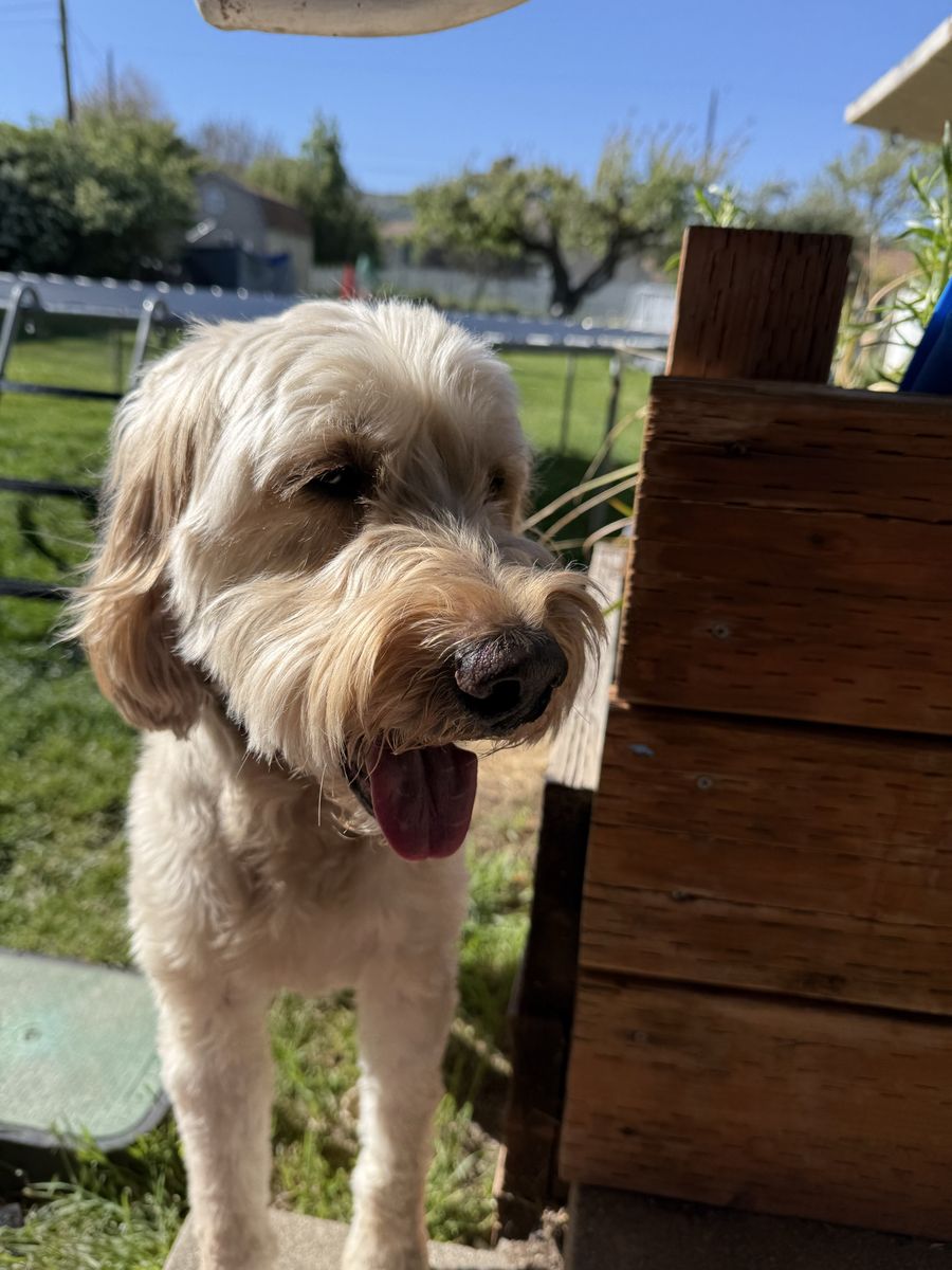 Goldendoodle fully trained and so sweet