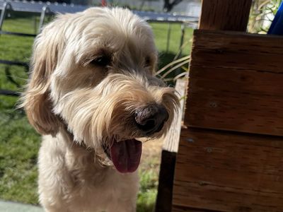 Goldendoodle fully trained and so sweet