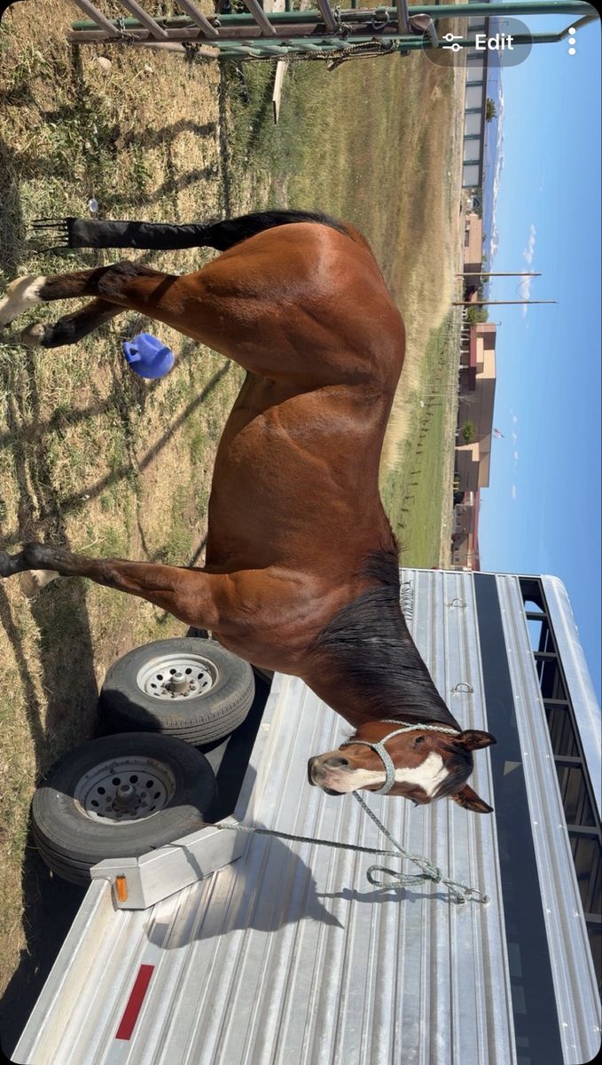 Bay Quarter Horse Gelding - Experienced Trail & Ranch Horse, Gentle Disposition.