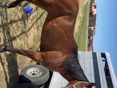 Bay Quarter Horse Gelding - Experienced Trail & Ranch Horse, Gentle Disposition.