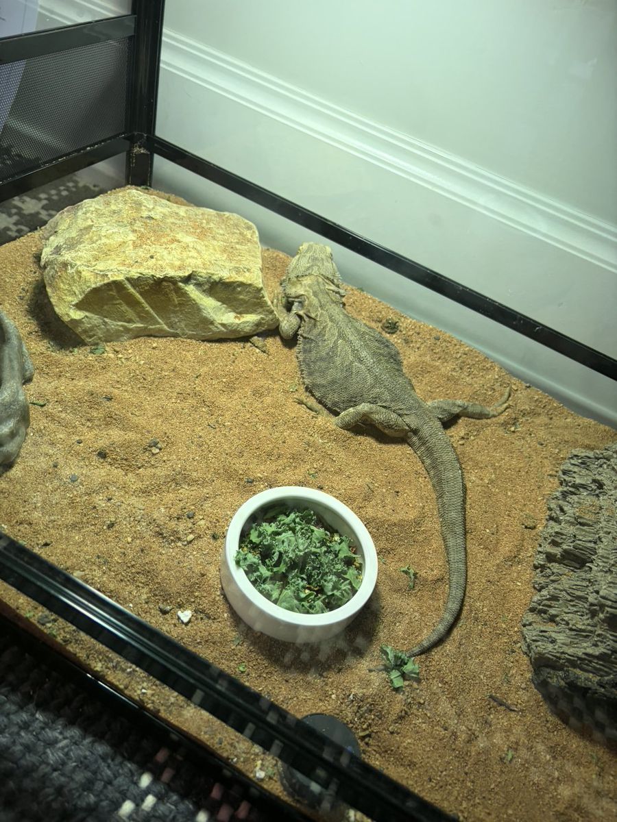 Bearded Dragon with Harness and Complete Enclosure Setup