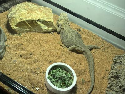 Bearded Dragon with Harness and Complete Enclosure Setup