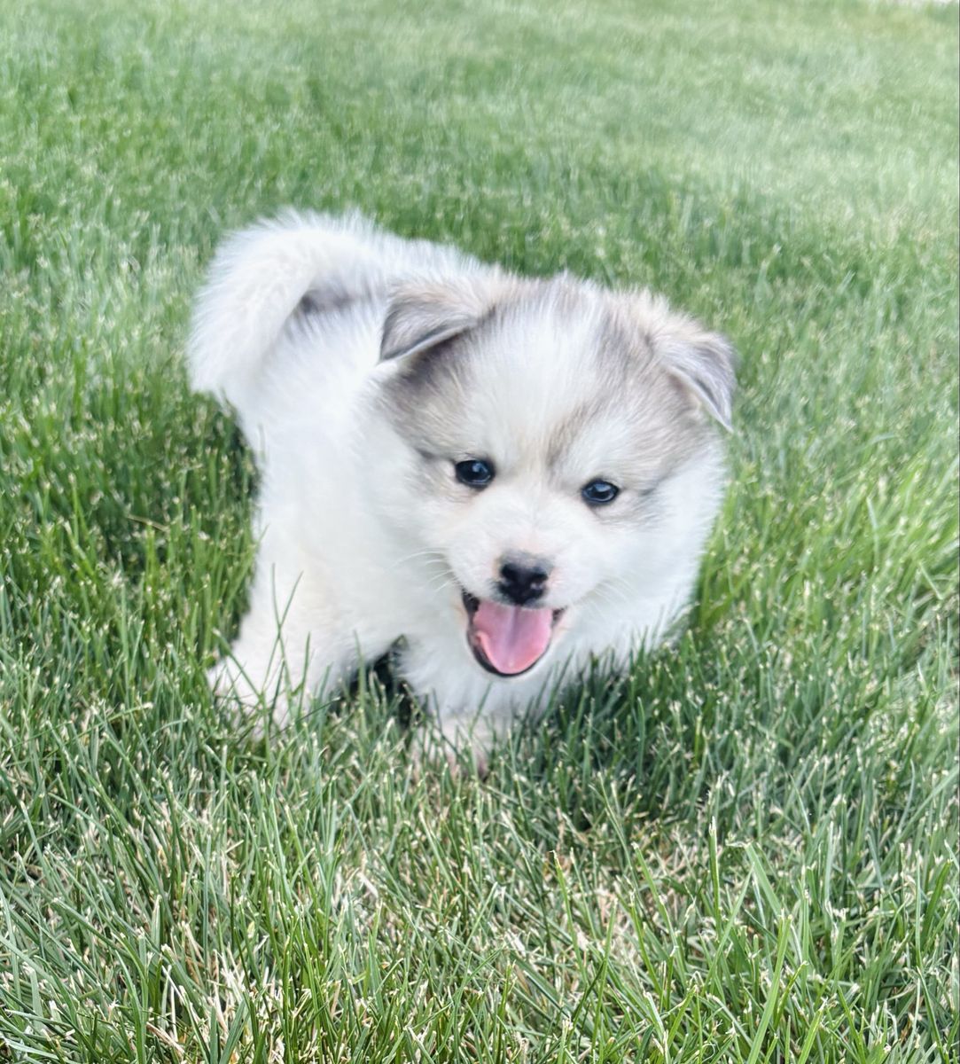 Pomsky Pups