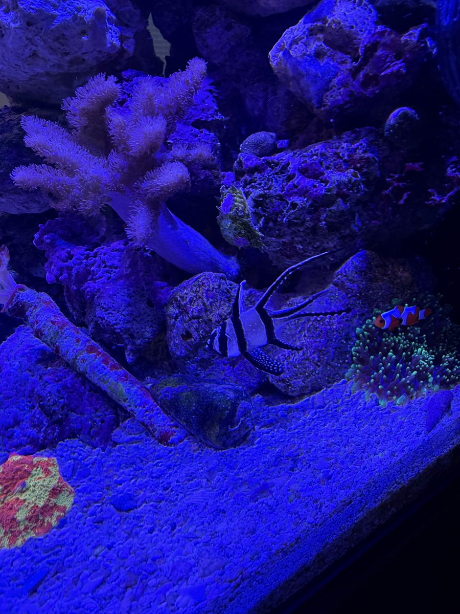 Banggai Cardinal