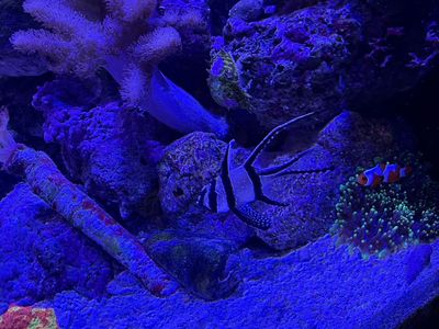 Banggai Cardinal