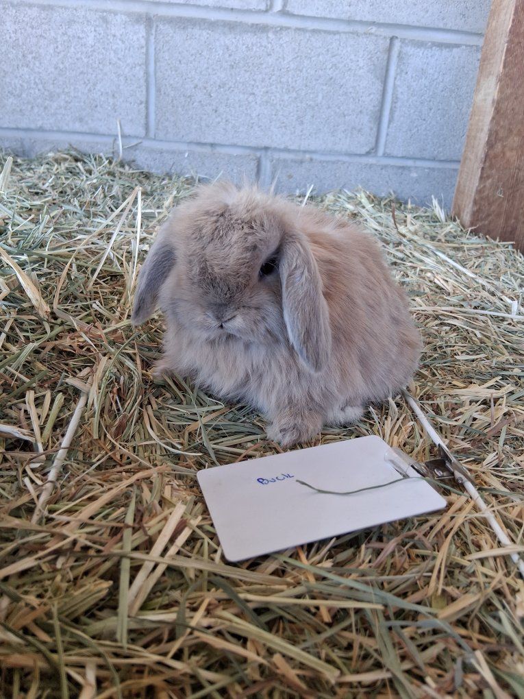 Adorable cream Holland lop boy