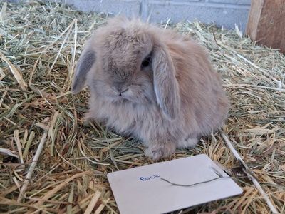 Adorable cream Holland lop boy