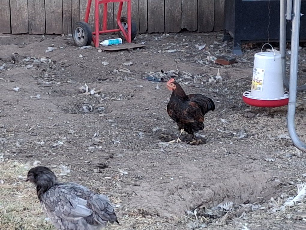 poultry