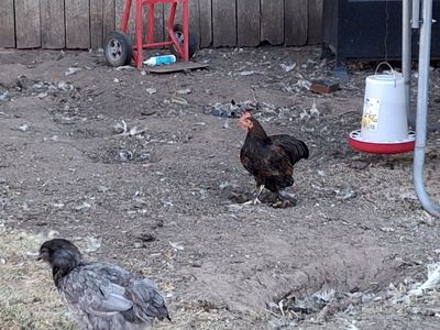 poultry