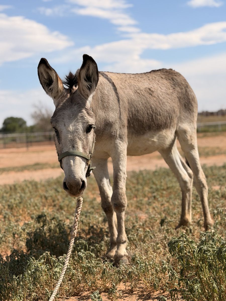 Small standard donkey