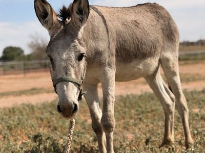 Small standard donkey