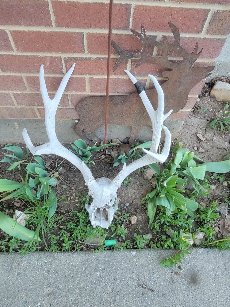 Mule deer skulls with antlers