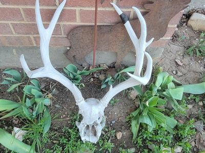 Mule deer skulls with antlers