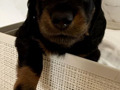 Only 1 Left-AKC Longhair Mini Dachshunds PRA clear