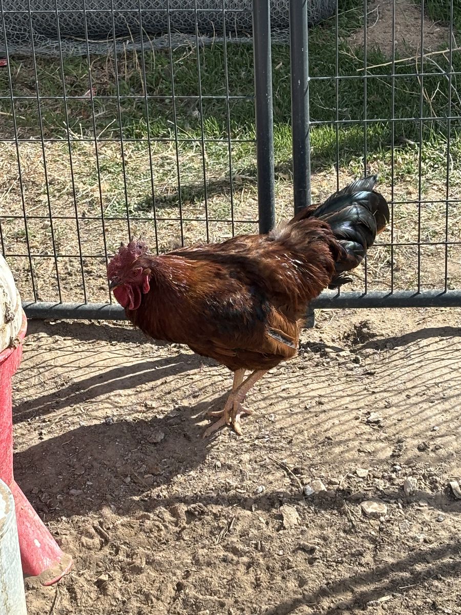Rhode Island Red Rooster