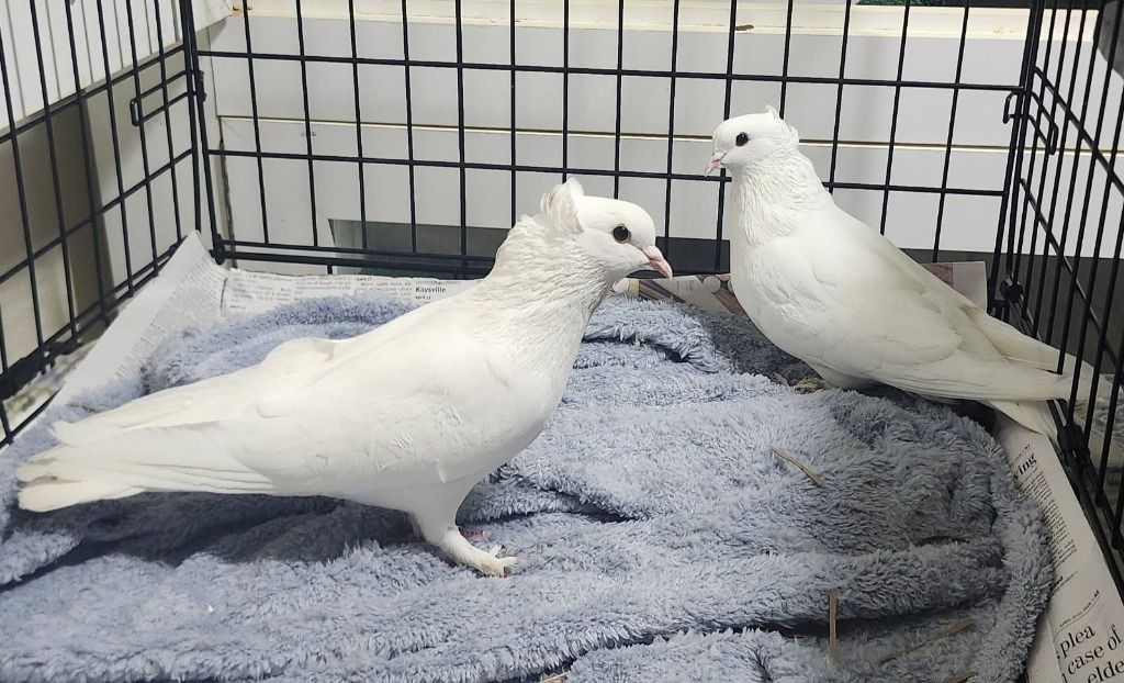 Marshmallow and Sugar the Pigeon Pair