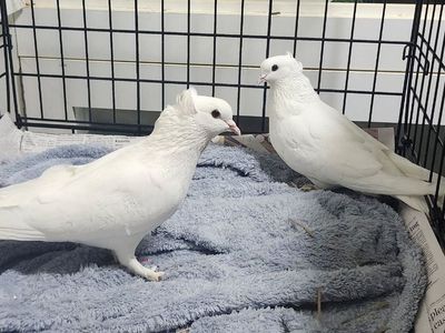 Marshmallow and Sugar the Pigeon Pair