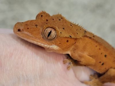 Adorable Baby Red Dalmation Crested Gecko
