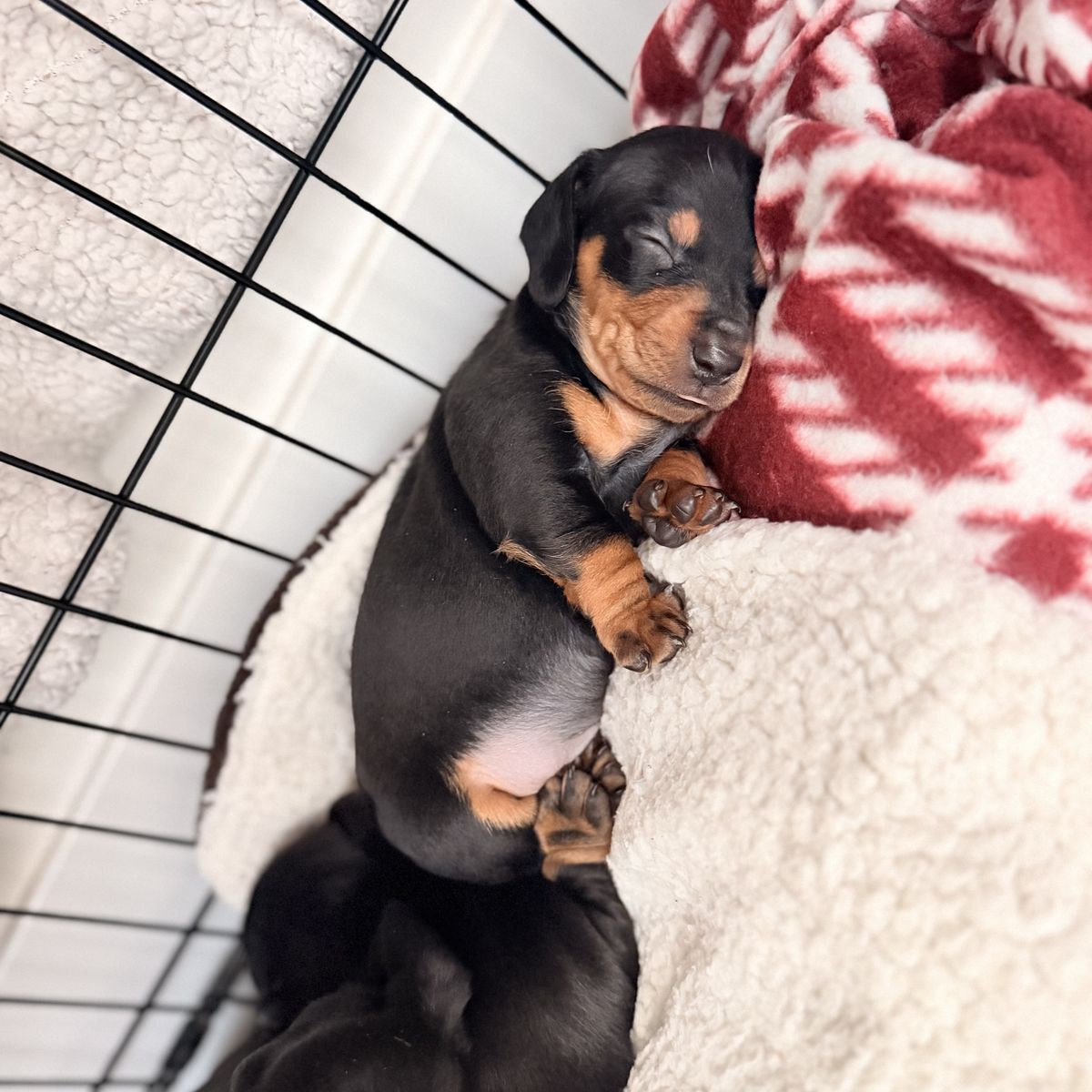 Dachshund Puppies
