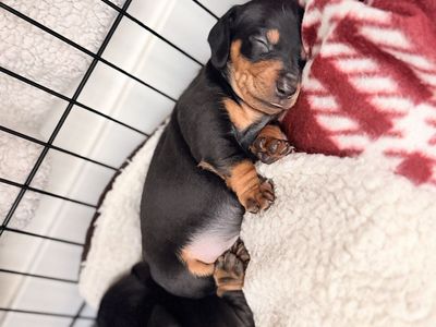 Dachshund Puppies