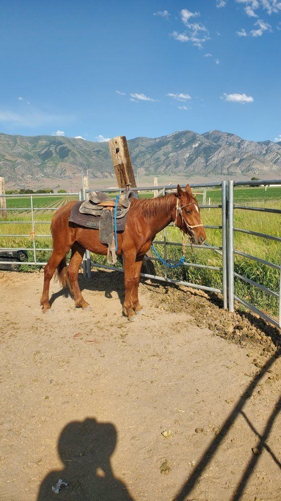 2 Yr old Grade Colt Q horse