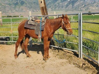2 Yr old Grade Colt Q horse