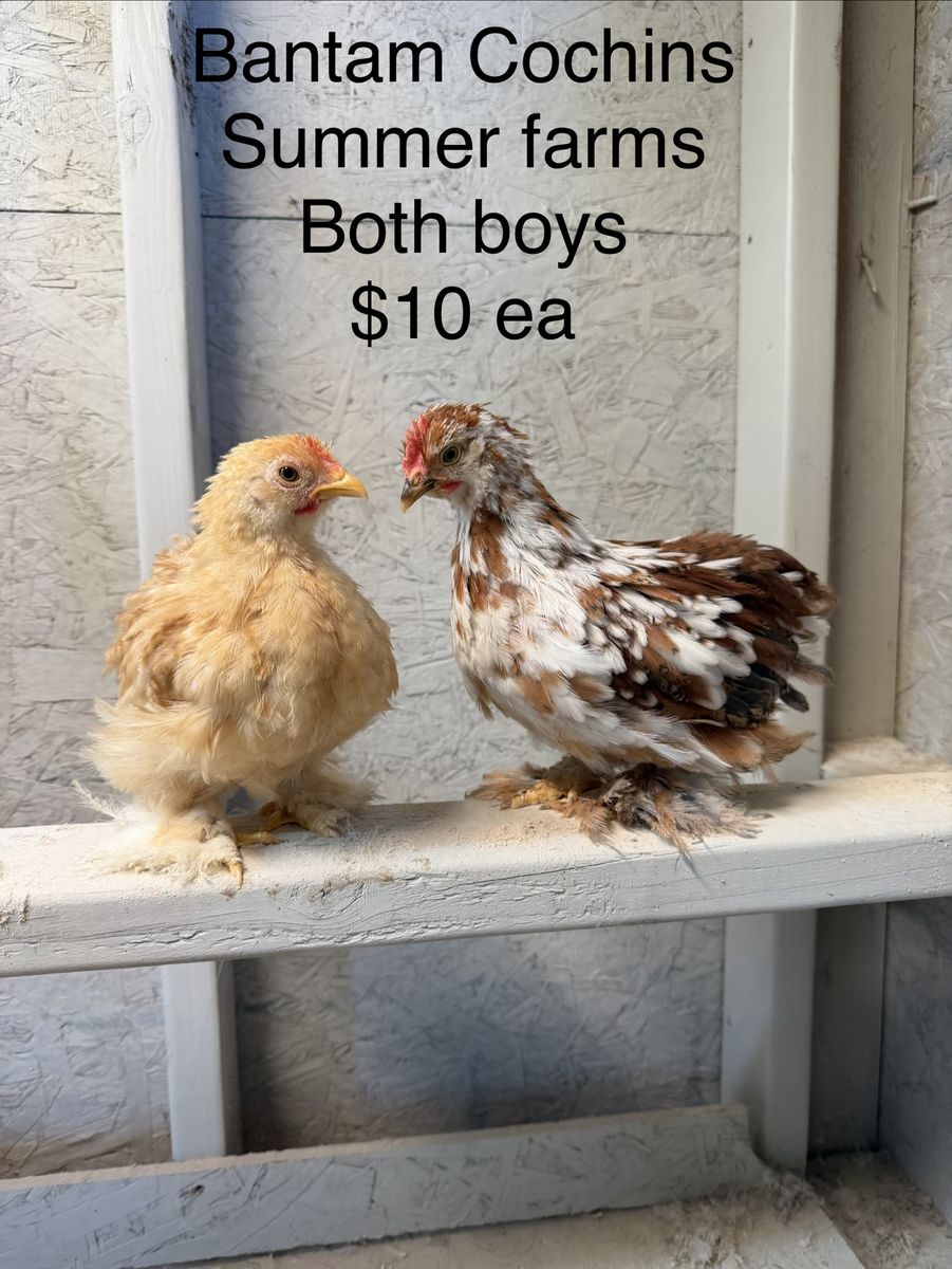 Bantam Cochin Cockerels