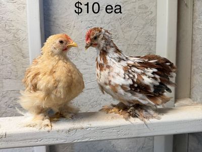 Bantam Cochin Cockerels