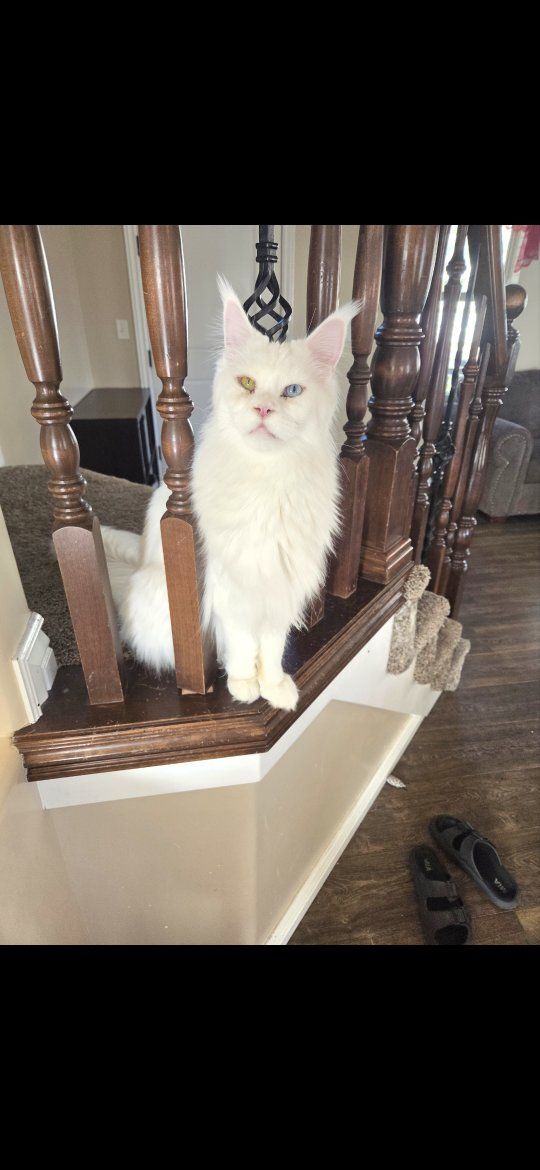 Maine Coon