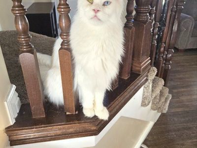 Maine Coon