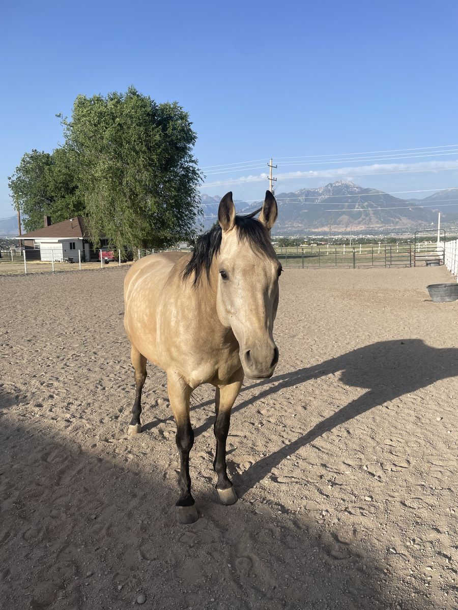 Full Care Boarding in Bluffdale