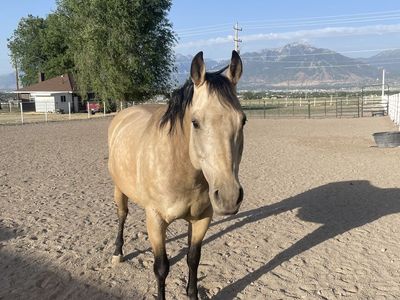 Full Care Boarding in Bluffdale