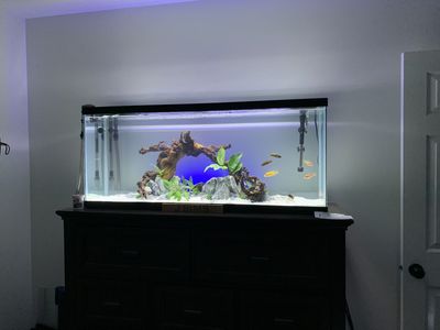 Aqueon Aquarium 60 gallon Fish Tank Kit with Filter, Heater, Light, Fish, and Decor- Complete Setup