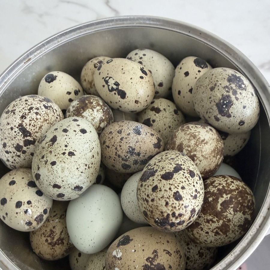 Fresh Farm Eggs: Chicken, Duck, and Quail Eggs