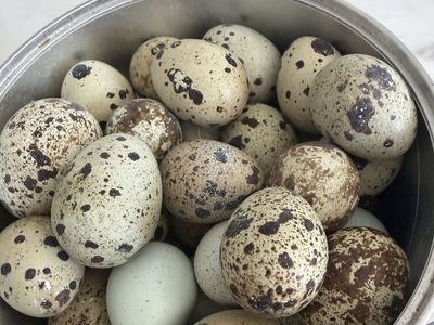 Fresh Farm Eggs: Chicken, Duck, and Quail Eggs