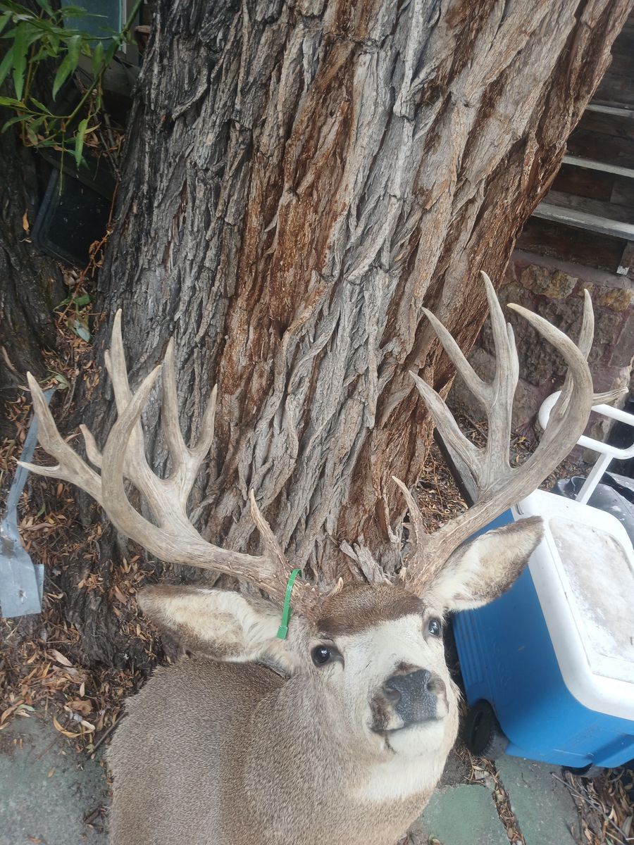 239 Boone and Crockett Muledeer Mount