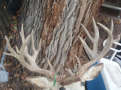 239 Boone and Crockett Muledeer Mount