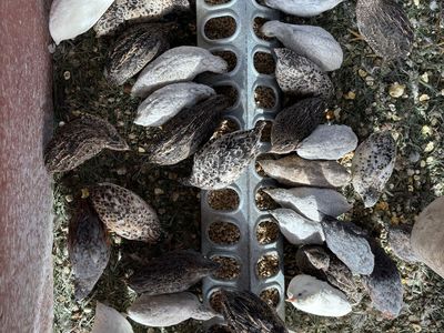 Button Quail - Various Feather Colors and Markings