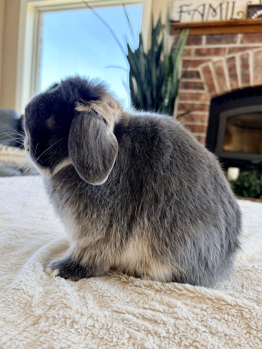 Jr Blue Otter Holland Lop buck