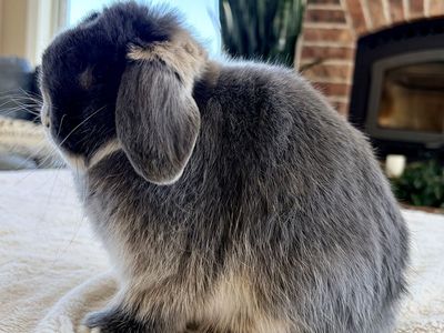 Jr Blue Otter Holland Lop buck