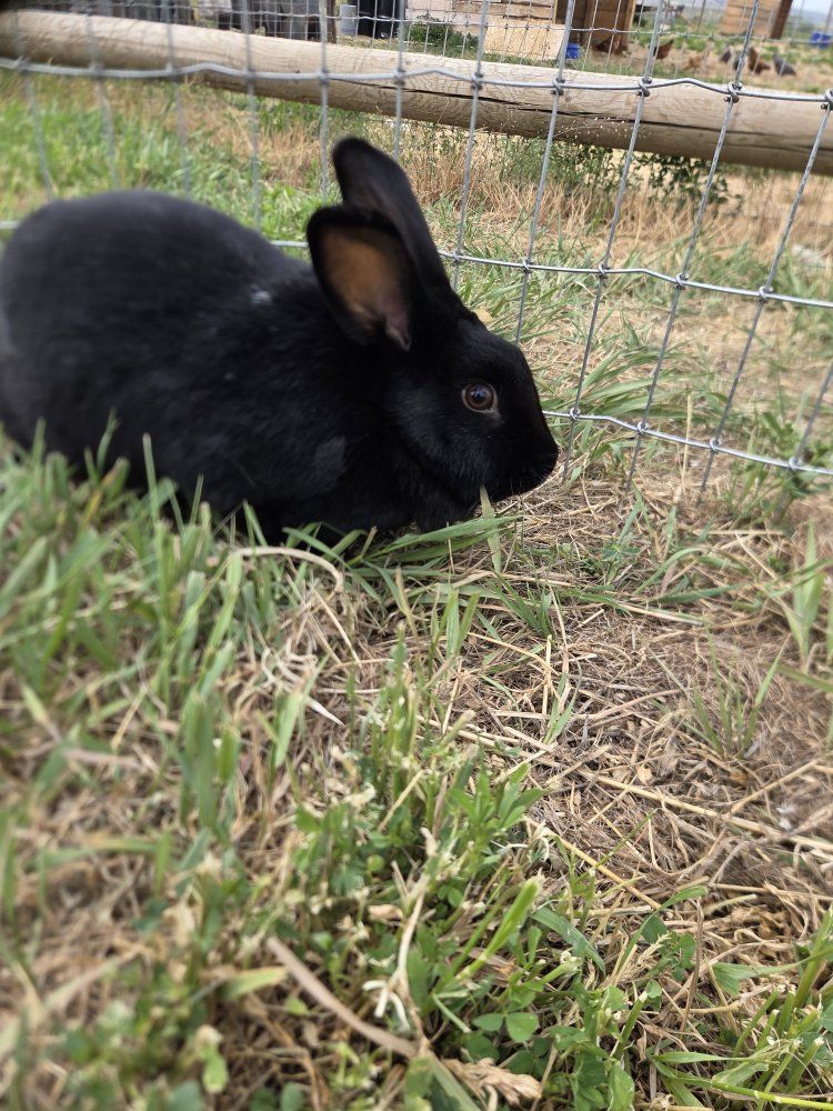 New Zealand x Silver fox breeding doe