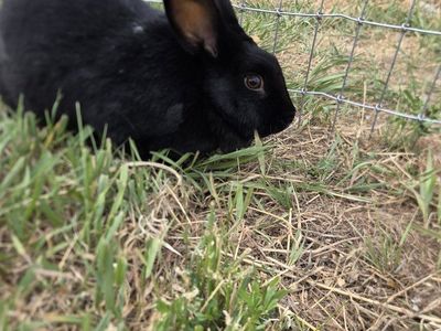 New Zealand x Silver fox breeding doe