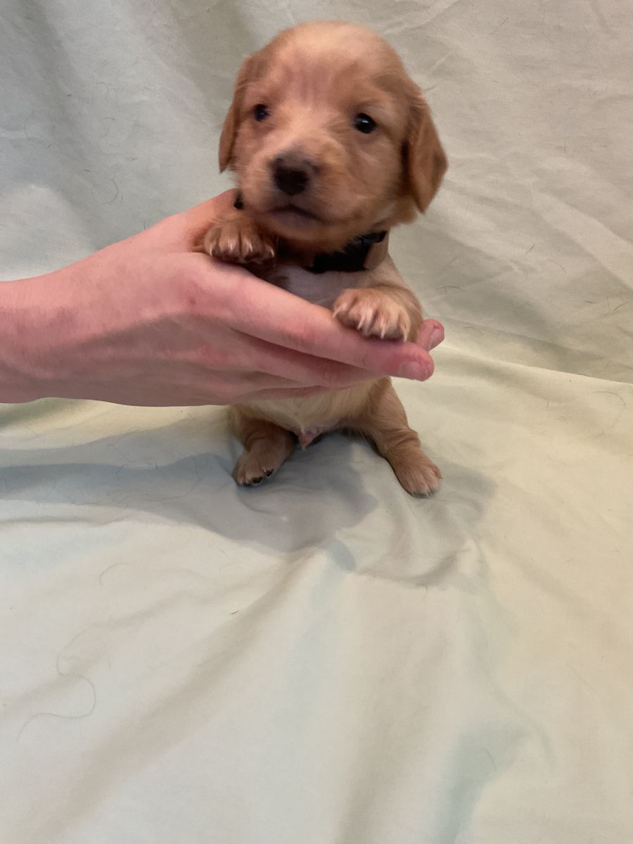AKC LONG HAIR Male Miniature dachshund