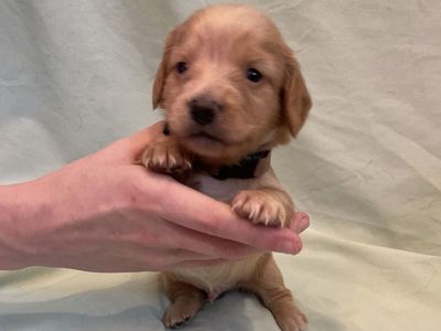 AKC LONG HAIR Male Miniature dachshund
