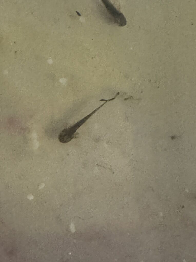 RESERVE YOURS TODAY! Baby Axolotls!