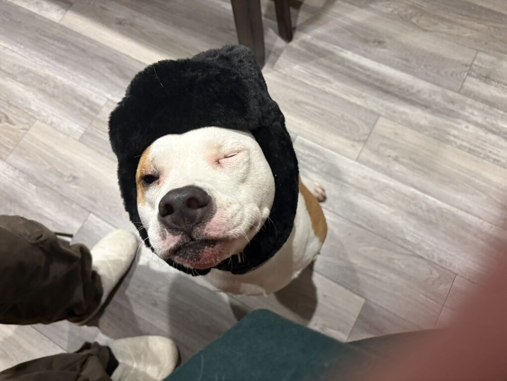 Dog Walker/ Caretaker