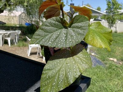 Angel Wing Begonia House Plant