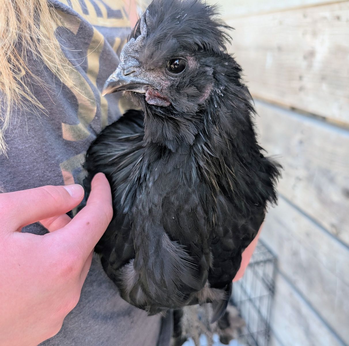 Sweet Silkie × Chocolate Orpington Rooster