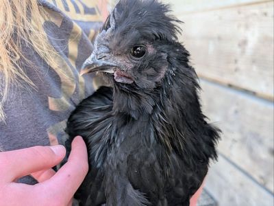 Sweet Silkie × Chocolate Orpington Rooster