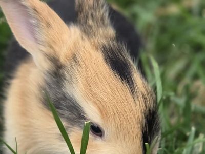 Japanese Harlequin Baby Bunny Rabbits